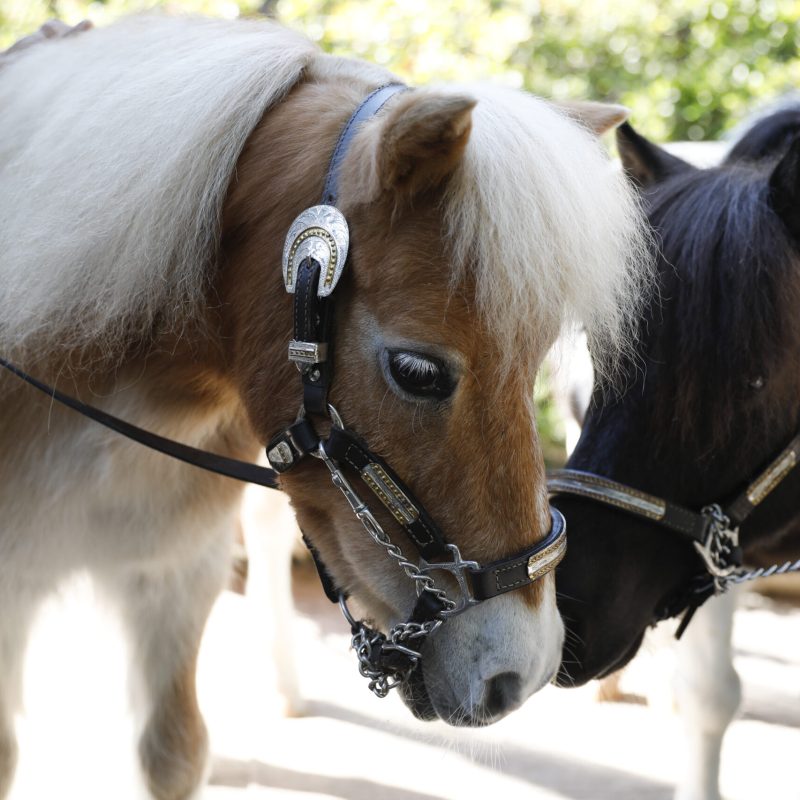 2 Equest Mini Horses used in their therapy programs