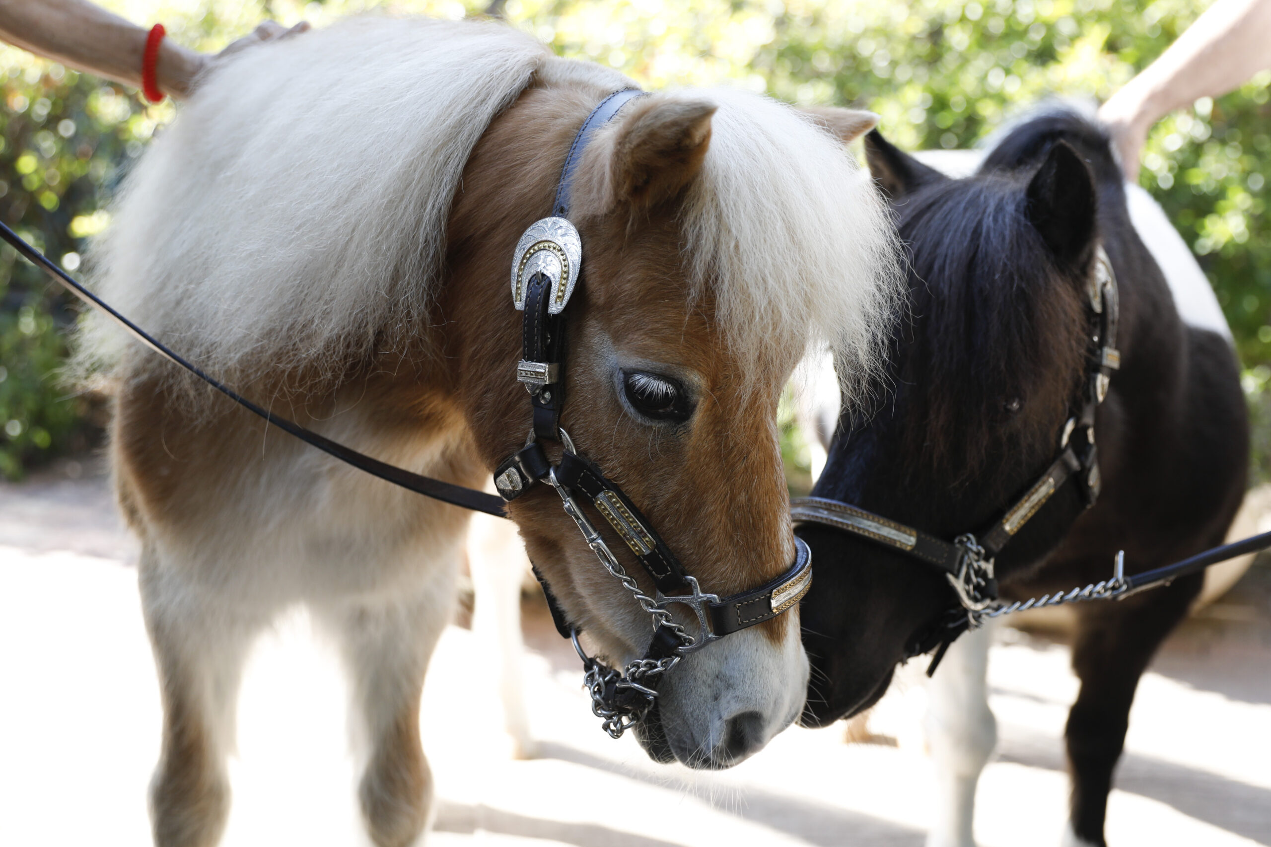 2 Equest Mini Horses used in their therapy programs